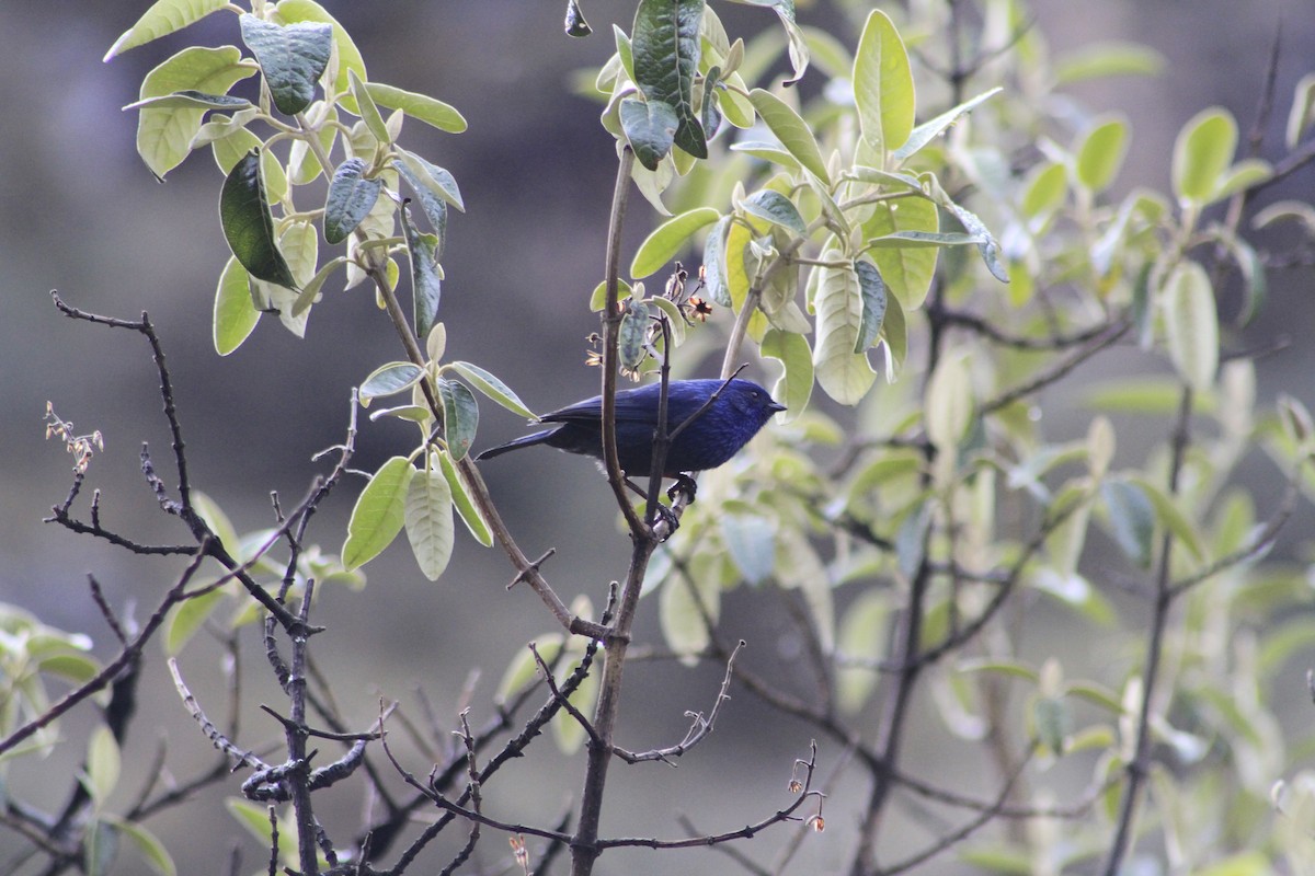 Tit-like Dacnis - ML81356391