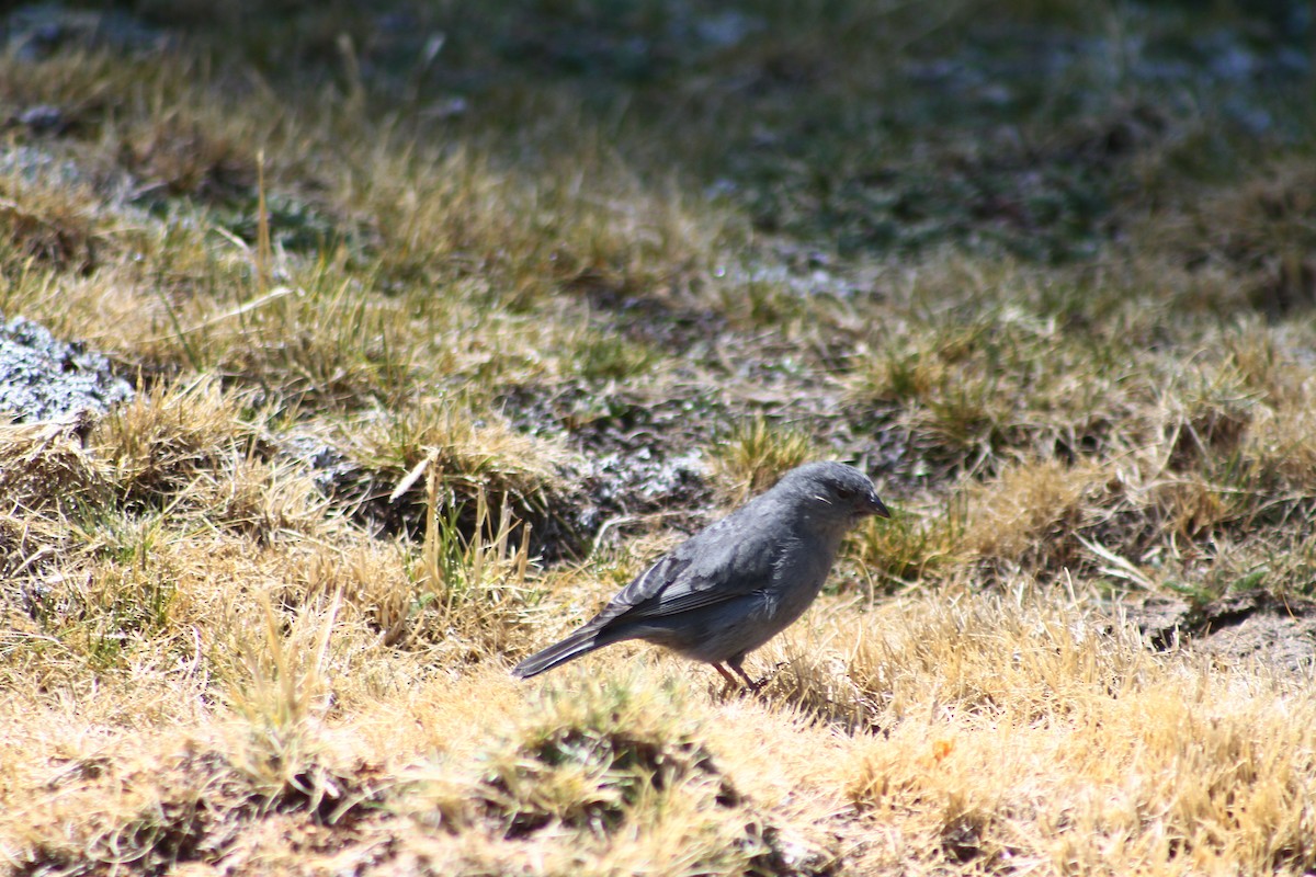 Plumbeous Sierra Finch - ML81356571