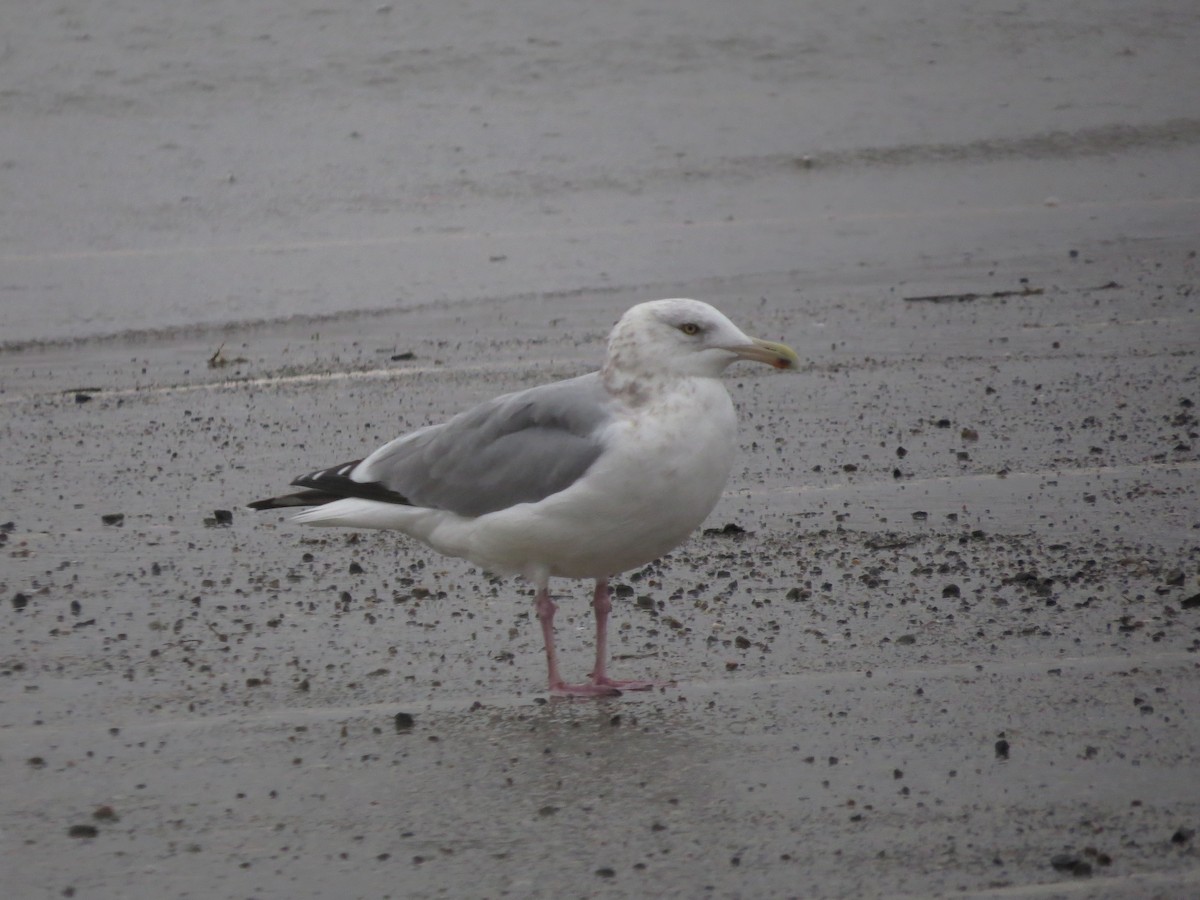 Herring Gull - ML81357151