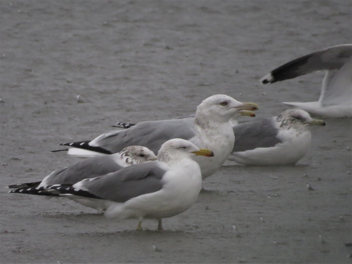 Herring Gull - ML81357161