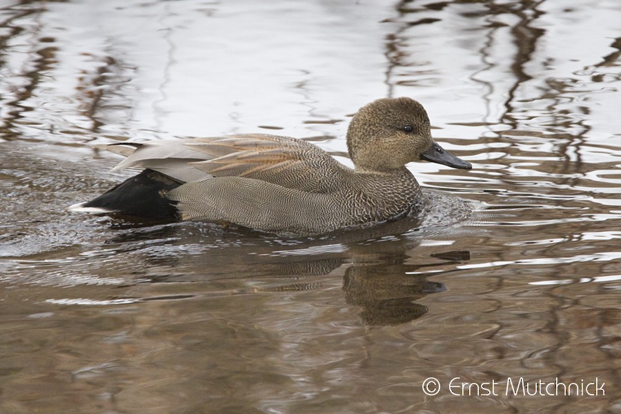 Gadwall - Ernst Mutchnick