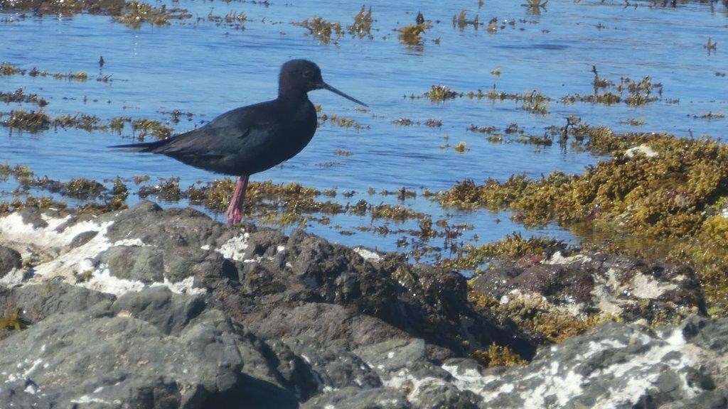 Black Stilt - Birds NZ Wellington Region Data