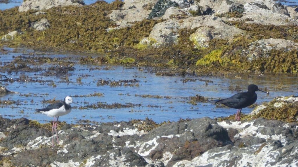 Black Stilt - ML81358641