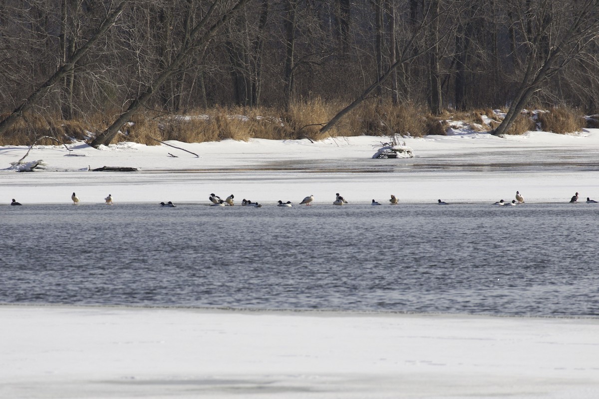 Common Merganser - Mary Backus