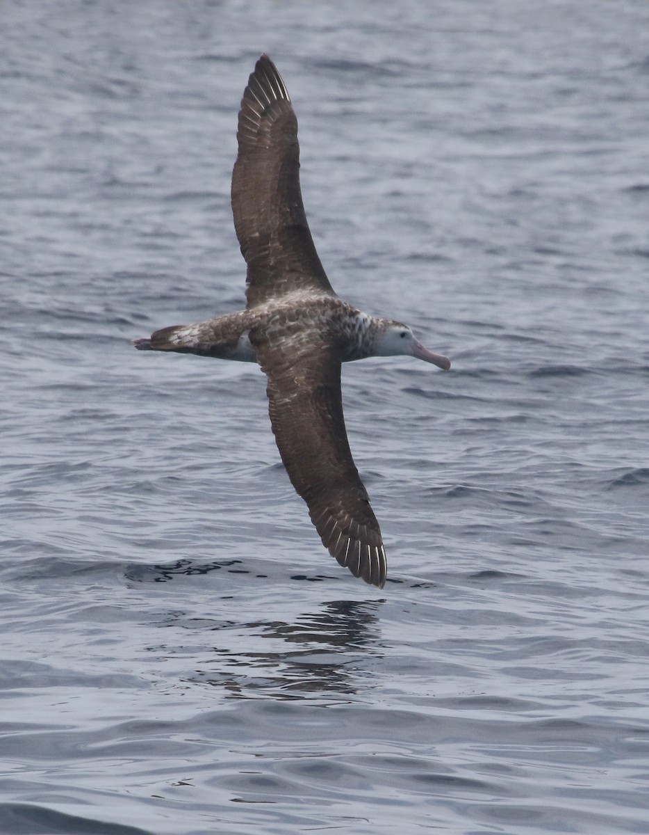 albatros stěhovavý/tristanský/jižní - ML81359721