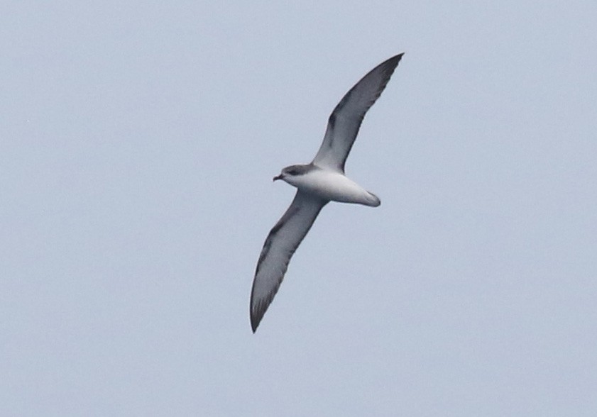 Pycroft's Petrel - ML81359971