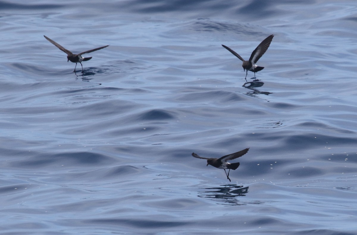 New Zealand Storm-Petrel - ML81360141