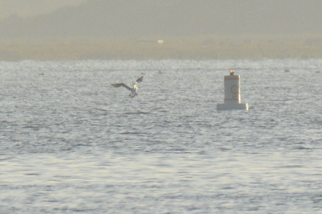 Nazca Booby - Will Brooks