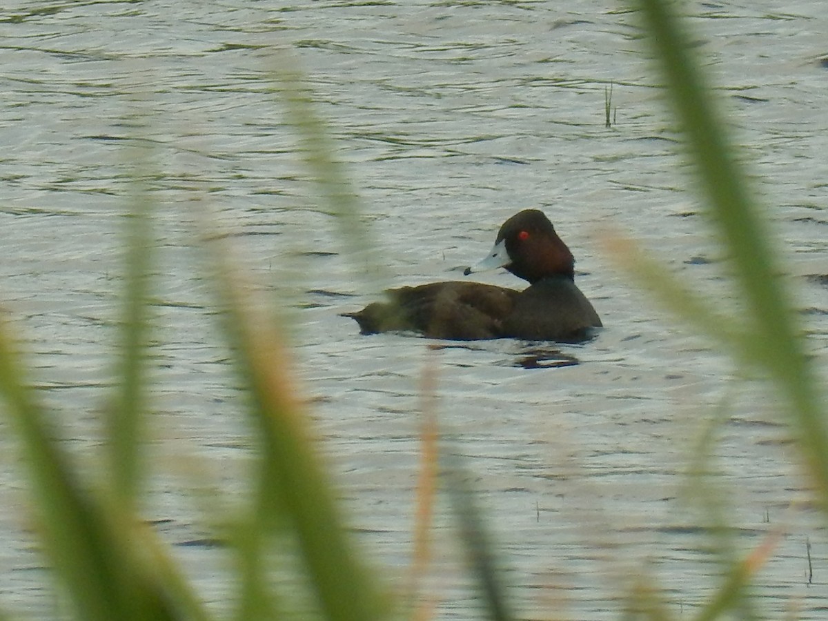 Southern Pochard - ML81363501