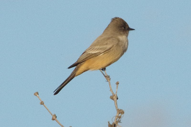 Say's Phoebe - ML81363701