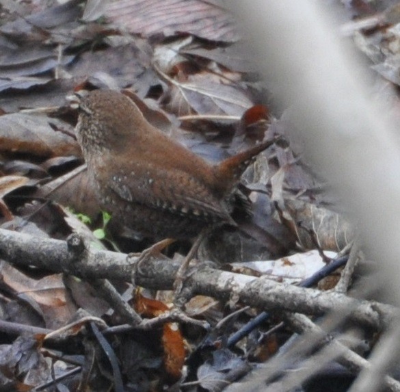 Troglodyte des forêts - ML81367181