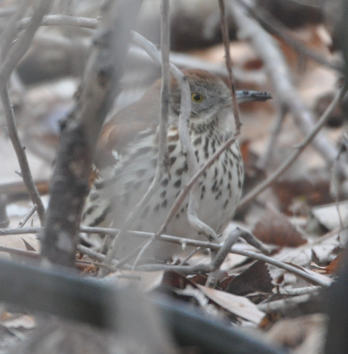 Brown Thrasher - ML81367321