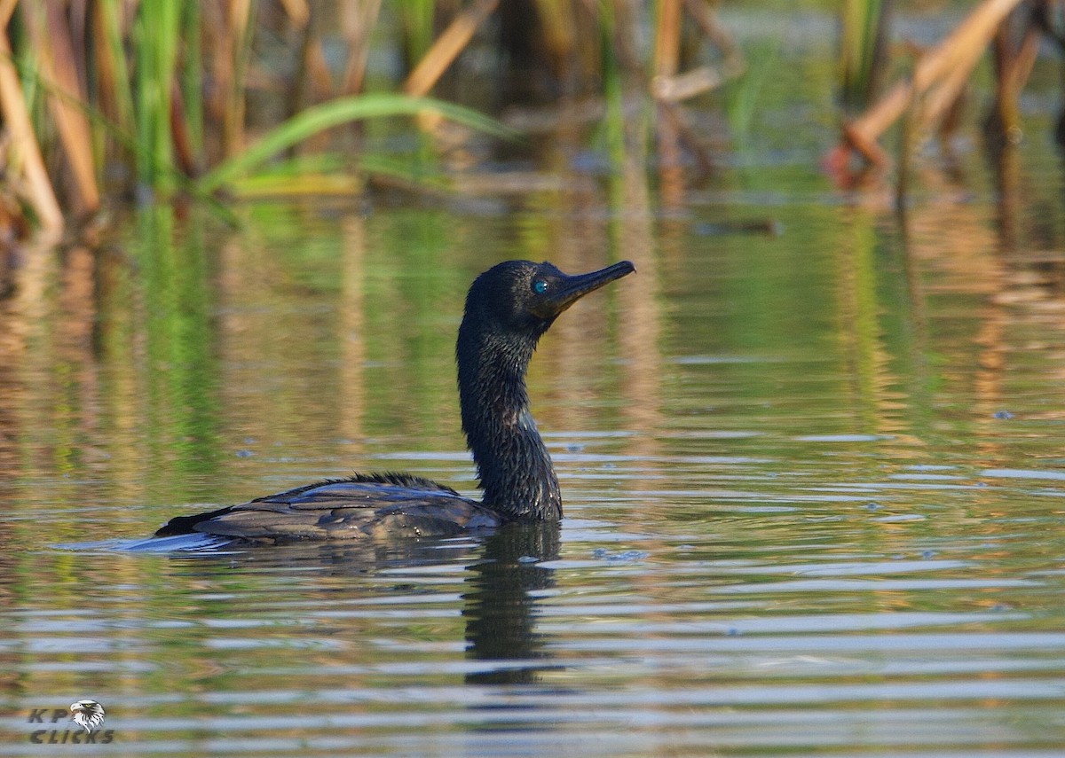 Cormoran à cou brun - ML81368171