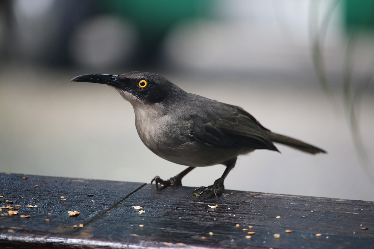 Gray Trembler - Wendy Ealding