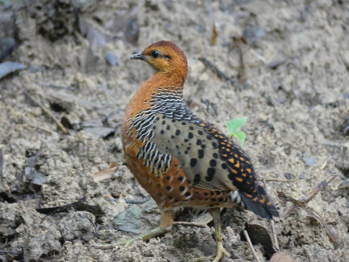 Ferruginous Partridge - Yeo Yee Ling