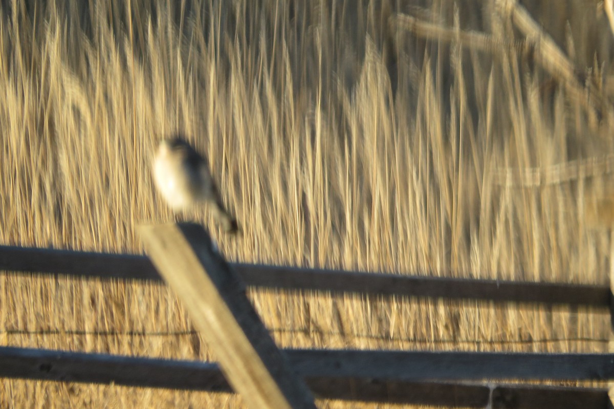 Northern Mockingbird - ML81370281