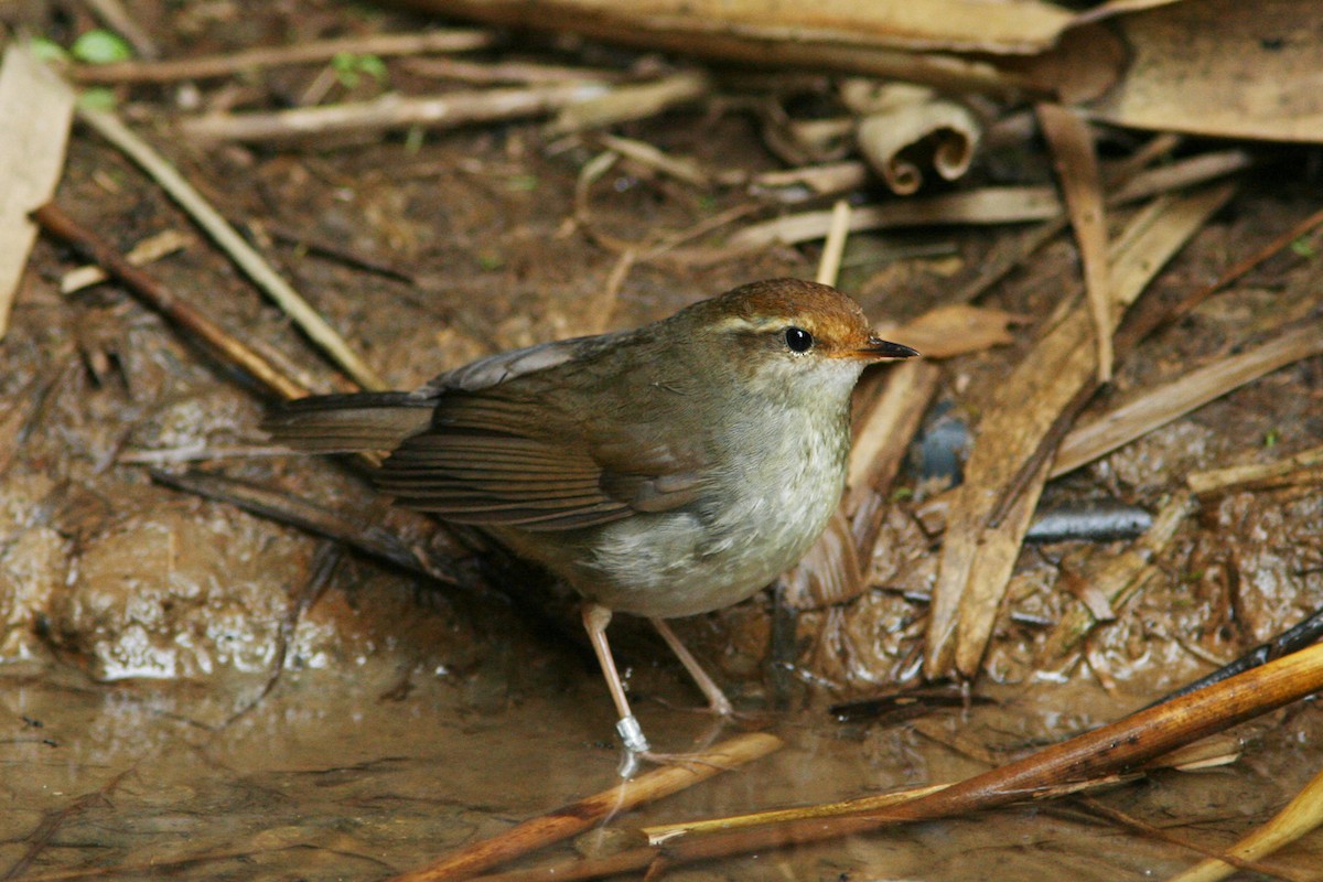 Chestnut-crowned Bush Warbler - Ayuwat Jearwattanakanok