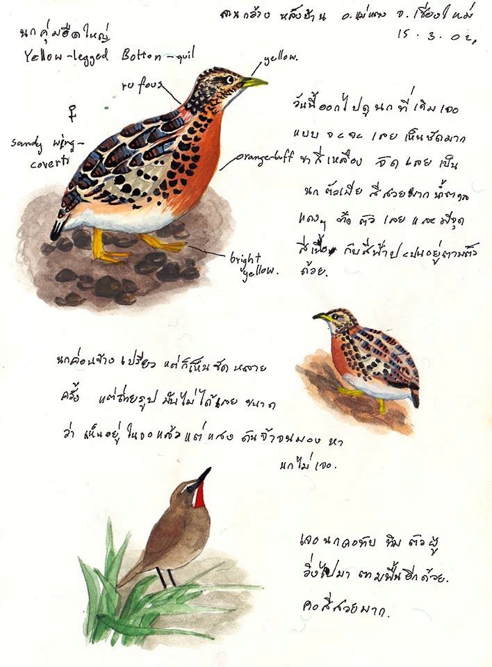 Yellow-legged Buttonquail - Ayuwat Jearwattanakanok