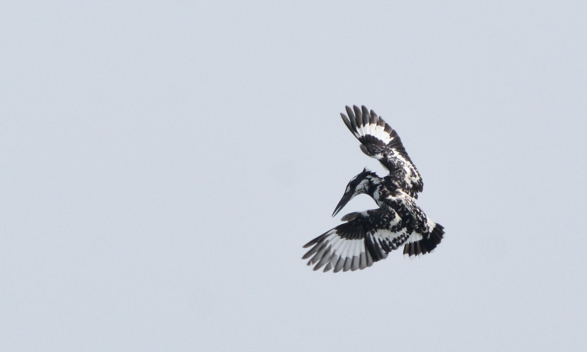 Pied Kingfisher - Mohandas Giriyappa