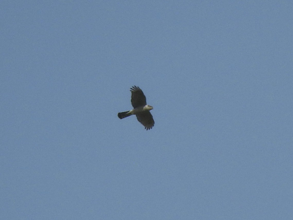 Eurasian Sparrowhawk - Noam Markus