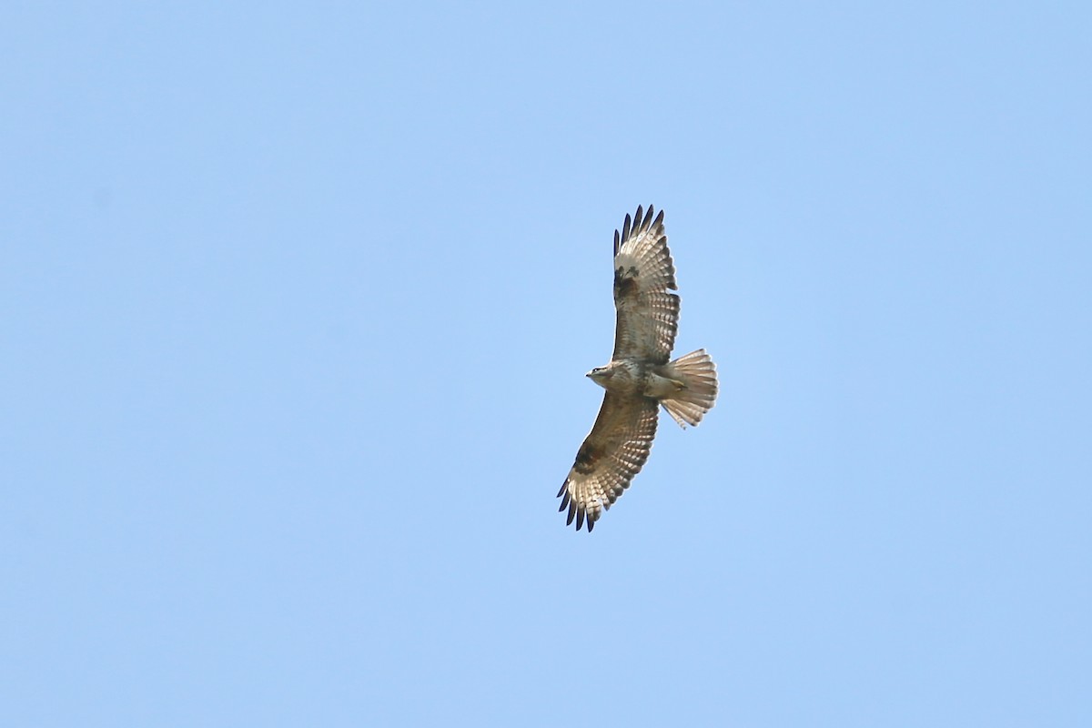 Eastern Buzzard - ML81376861