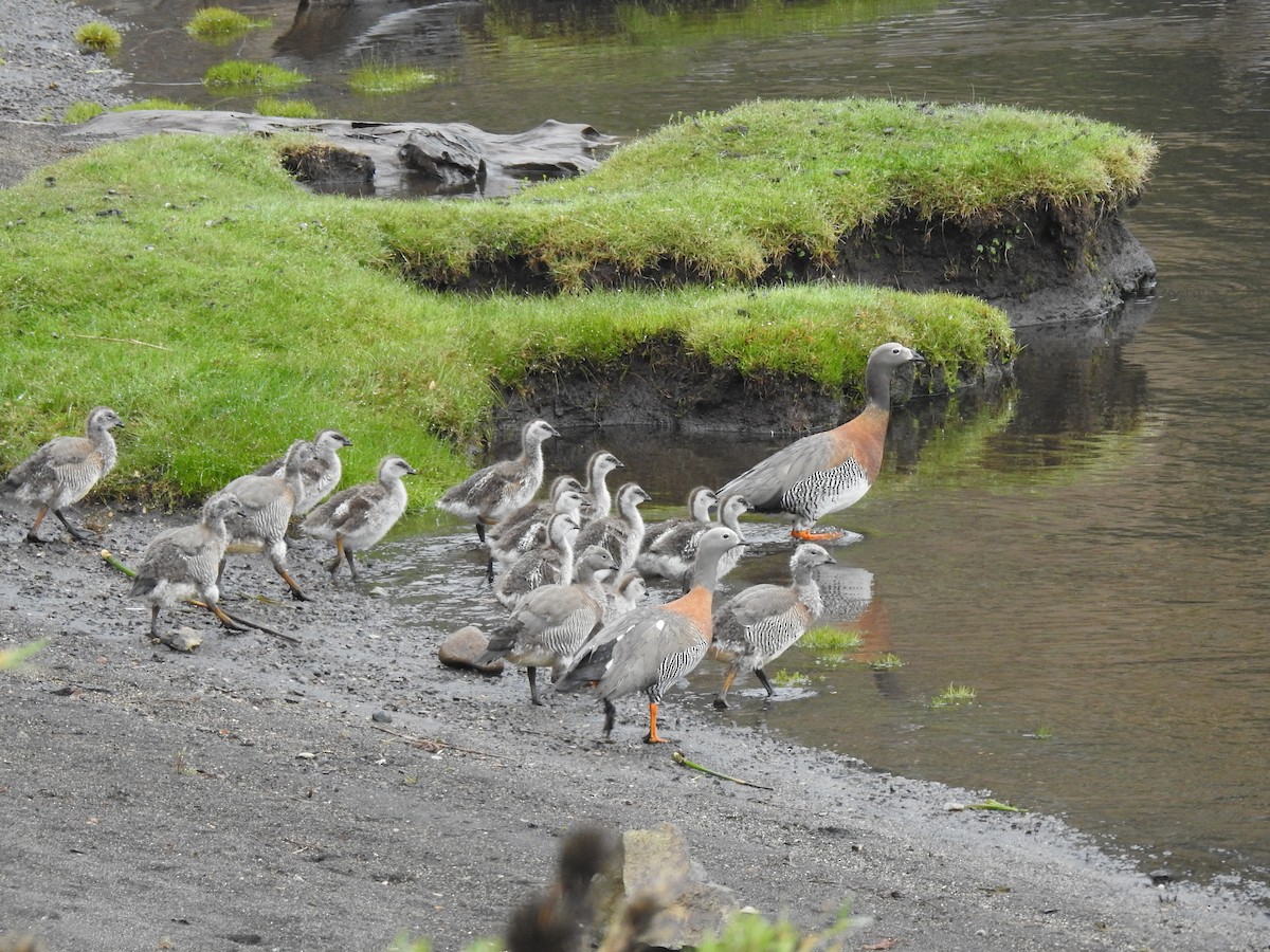 Ashy-headed Goose - JESSICA ARRIGORRIA