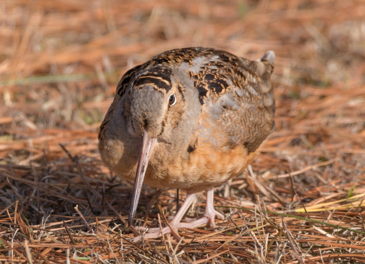 American Woodcock - ML81378481