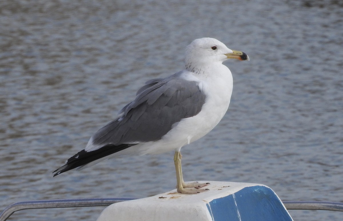 Armenian Gull - ML81378891