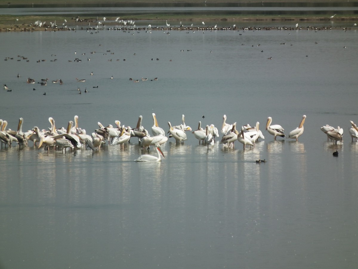 Great White Pelican - ML81380211