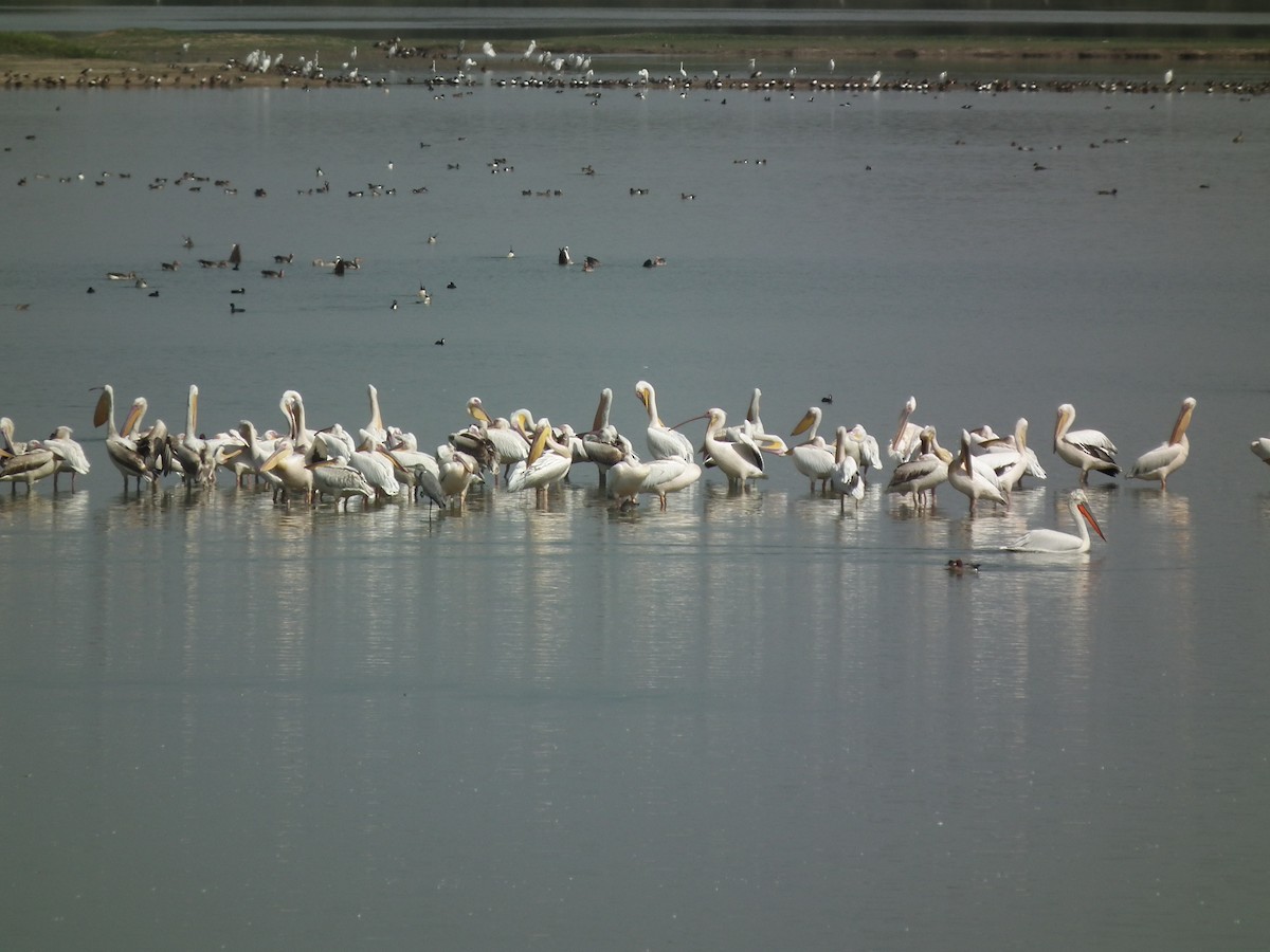 Great White Pelican - ML81380321