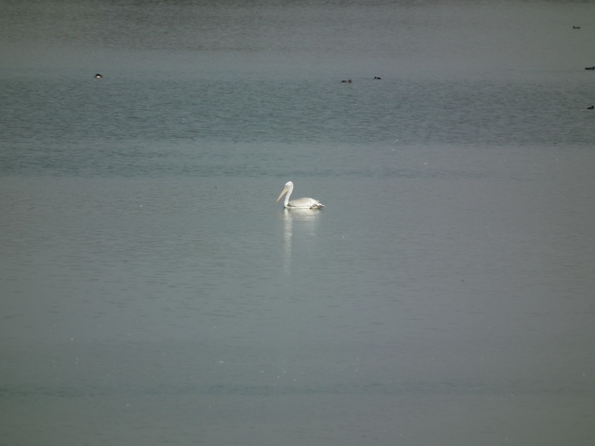 Great White Pelican - ML81380331