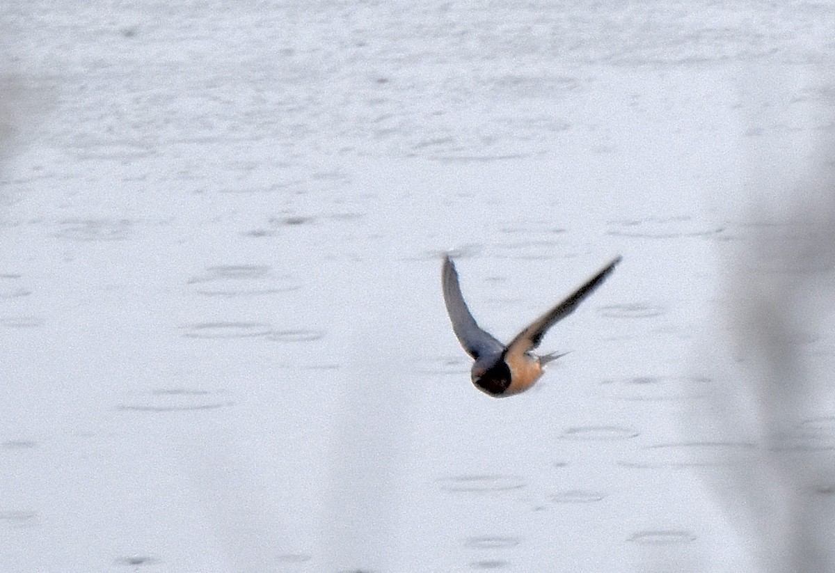 Barn Swallow (American) - ML81381241