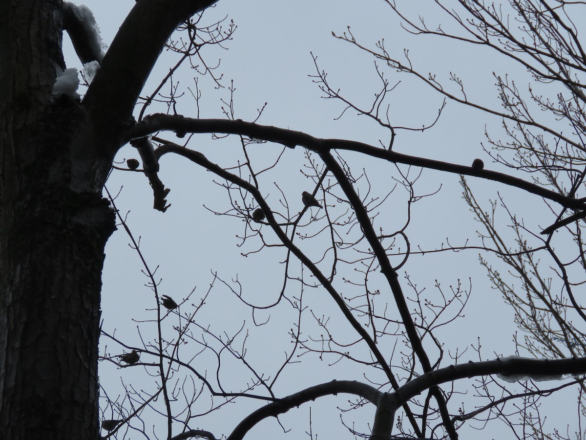 Pine Siskin - ML81381941