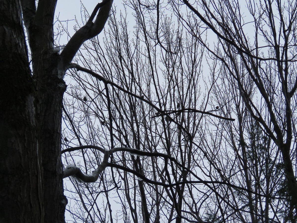 Pine Siskin - ML81381971