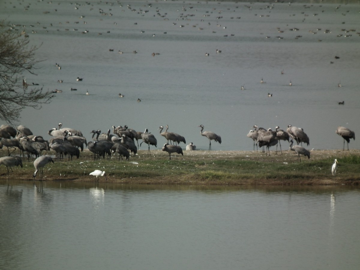 Common Crane - ML81382011