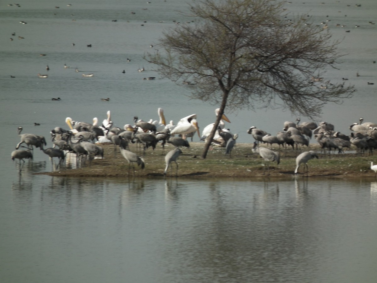 Common Crane - ML81382041