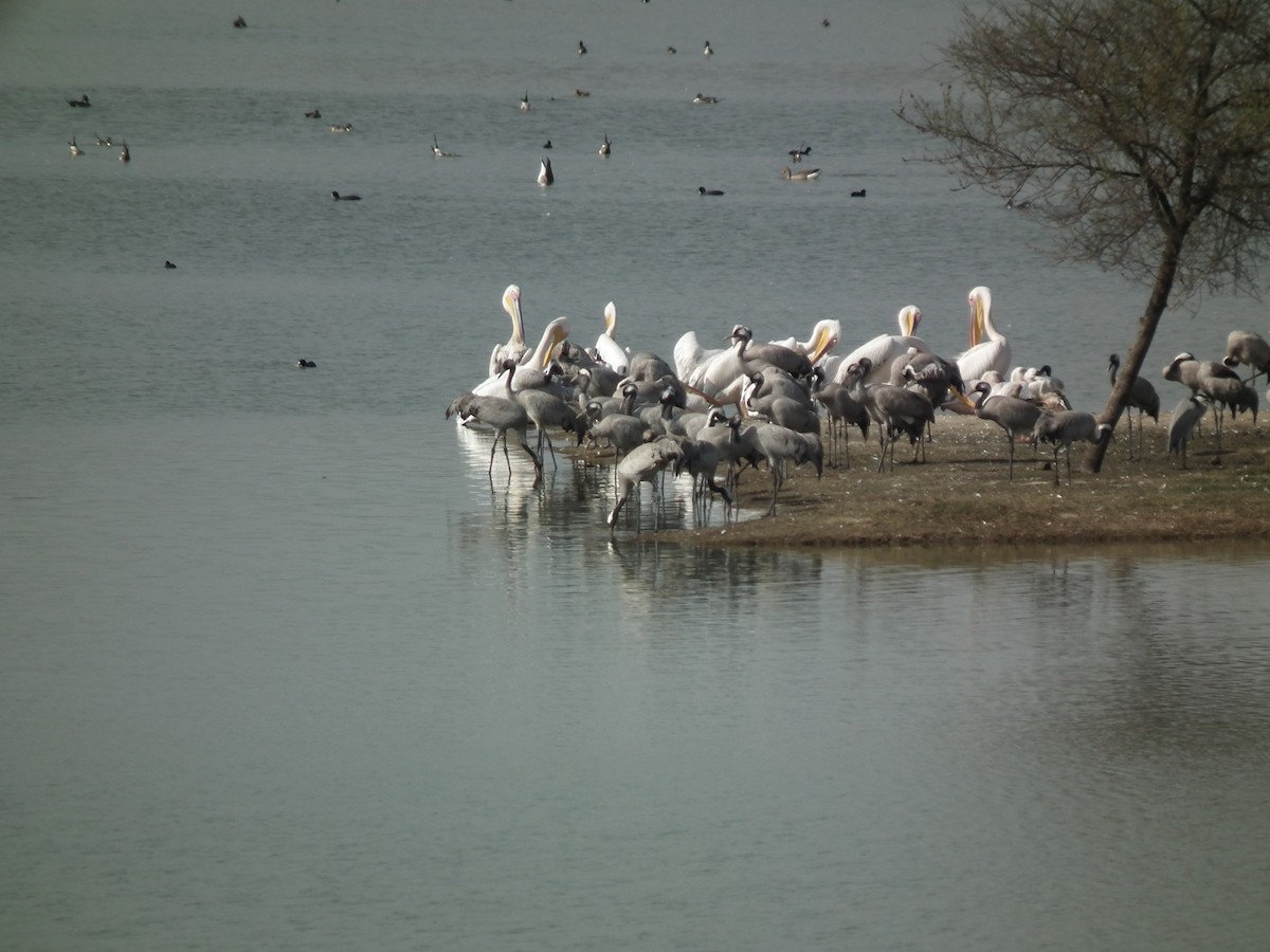 Common Crane - ML81382151