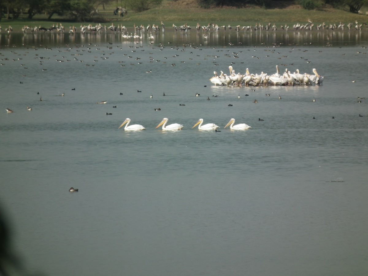 pelikán bílý - ML81383391