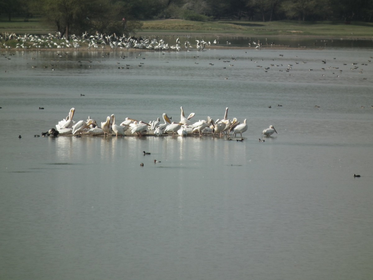 Great White Pelican - ML81383401