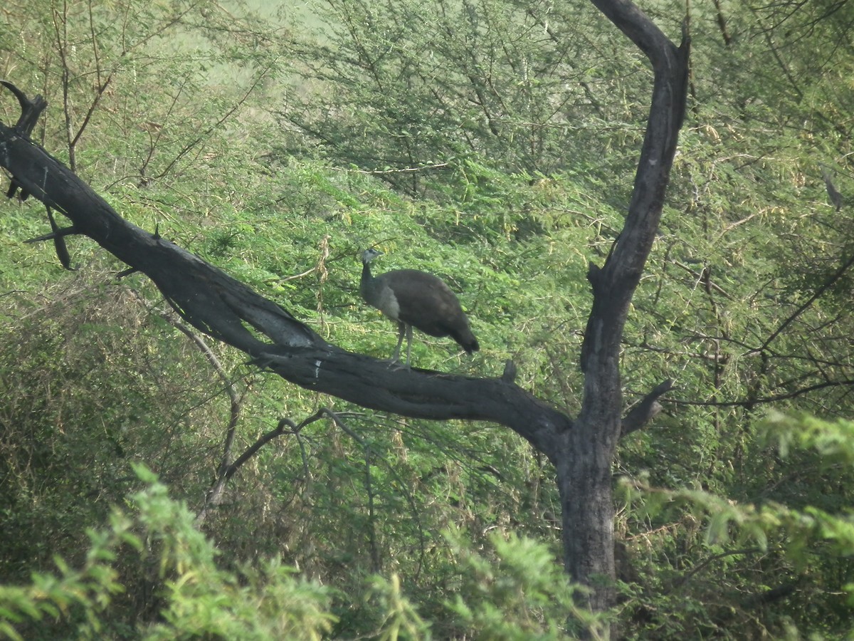Indian Peafowl - ML81383411