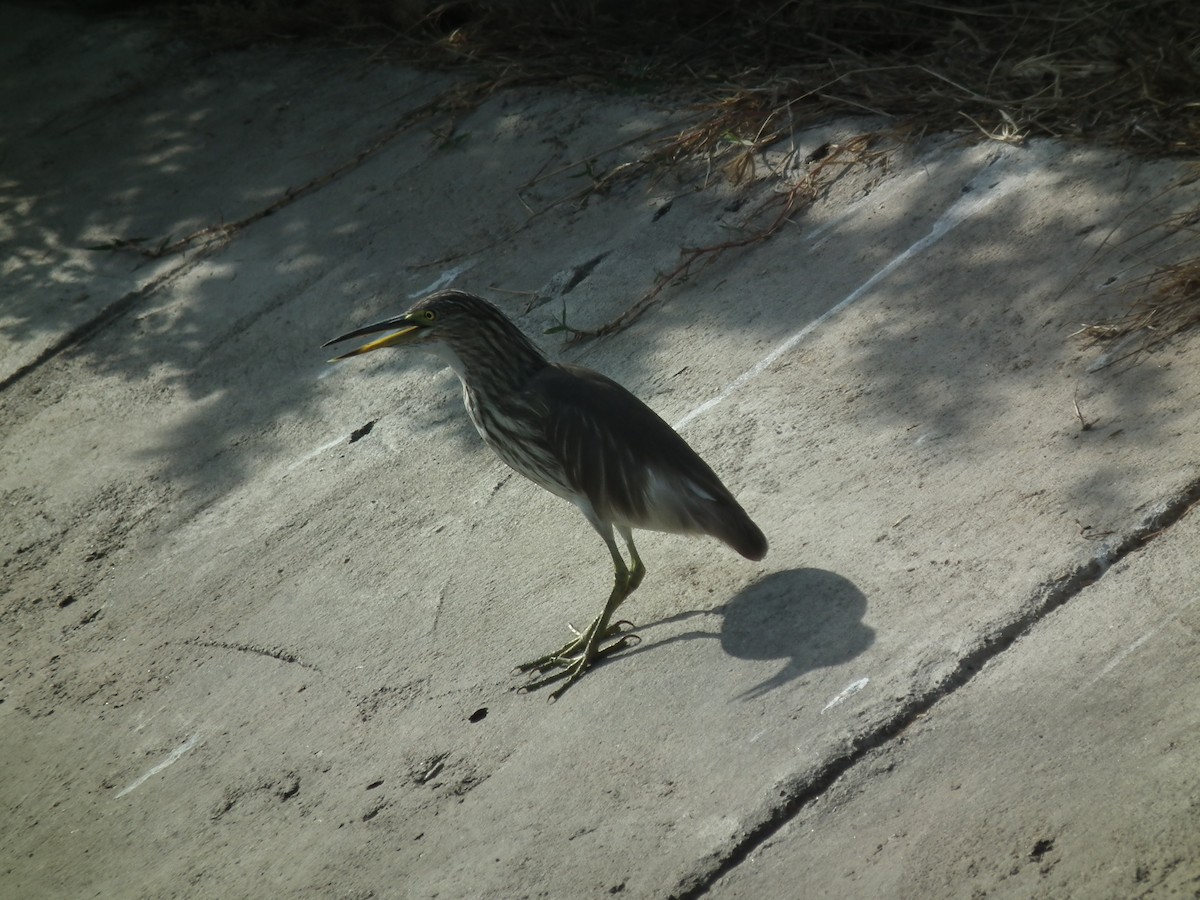 Indian Pond-Heron - ML81383741