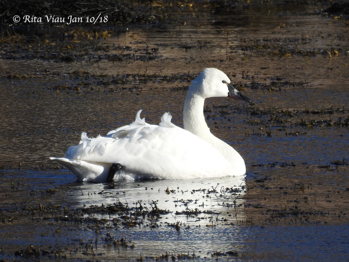 Tundra Swan - Rita Viau