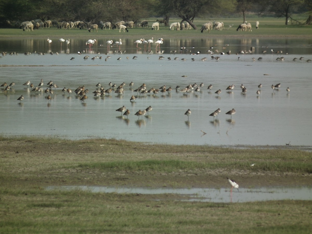 Black-tailed Godwit - ML81384271