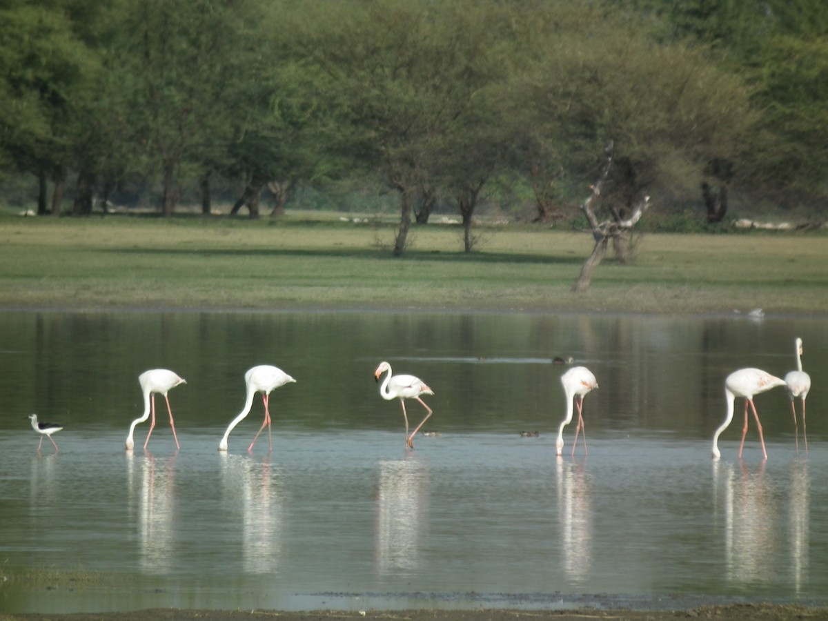 Greater Flamingo - ML81384591