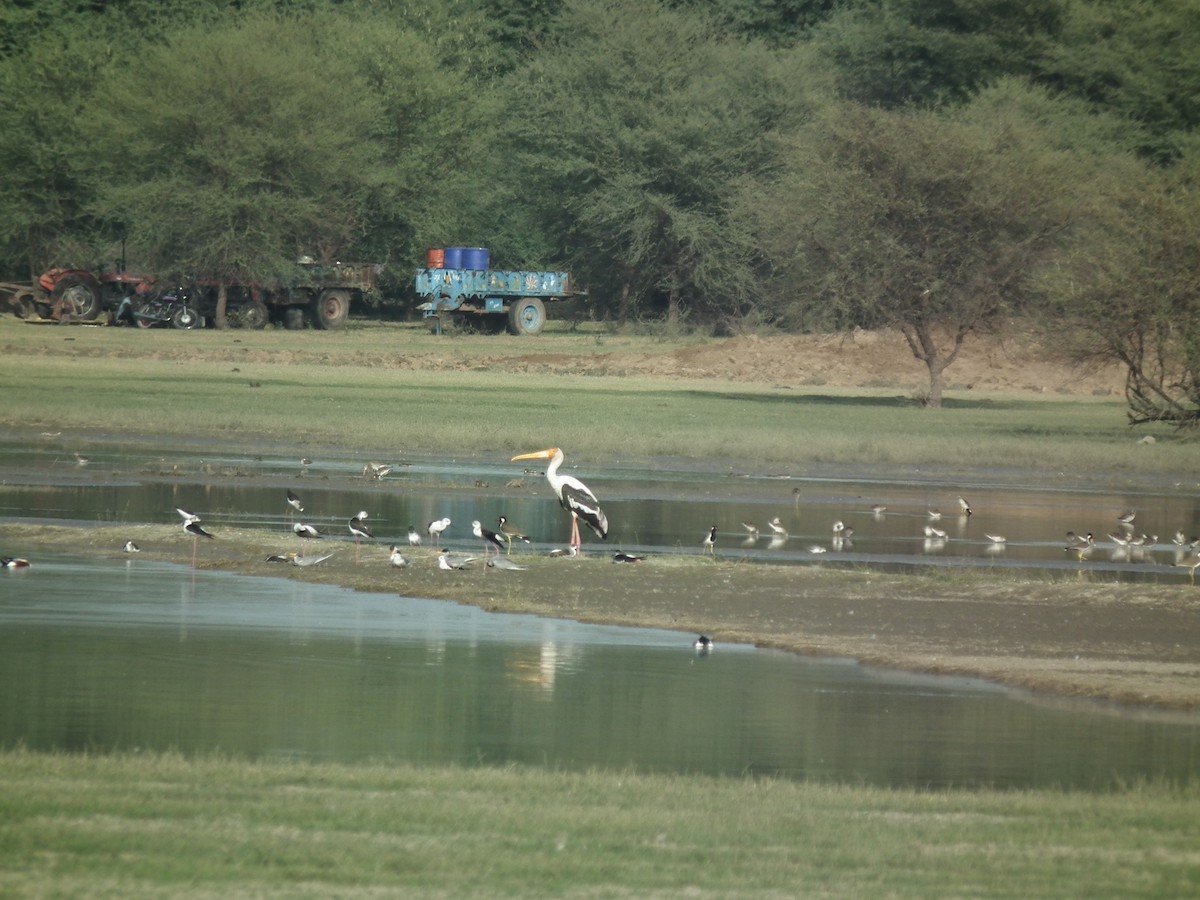 River Tern - ML81384801