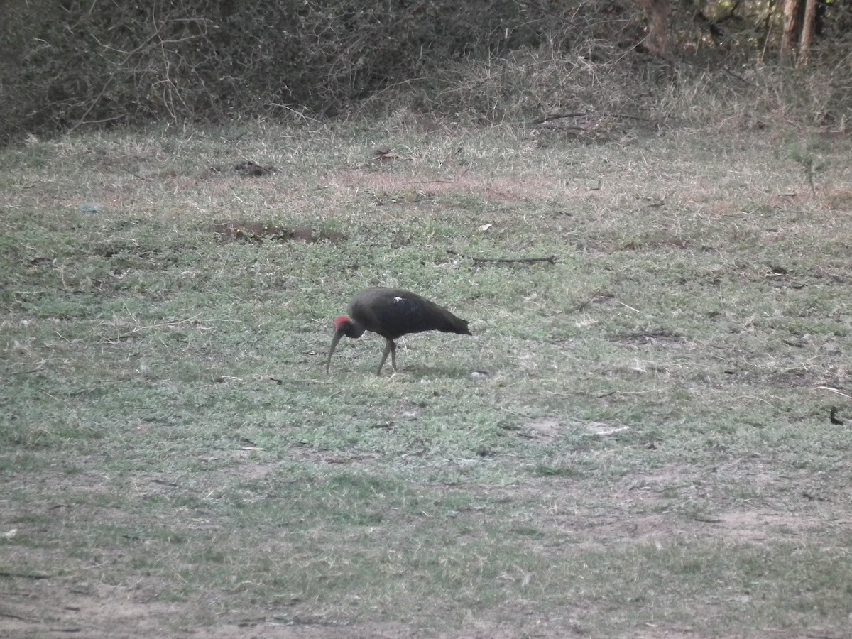 Red-naped Ibis - ML81384931