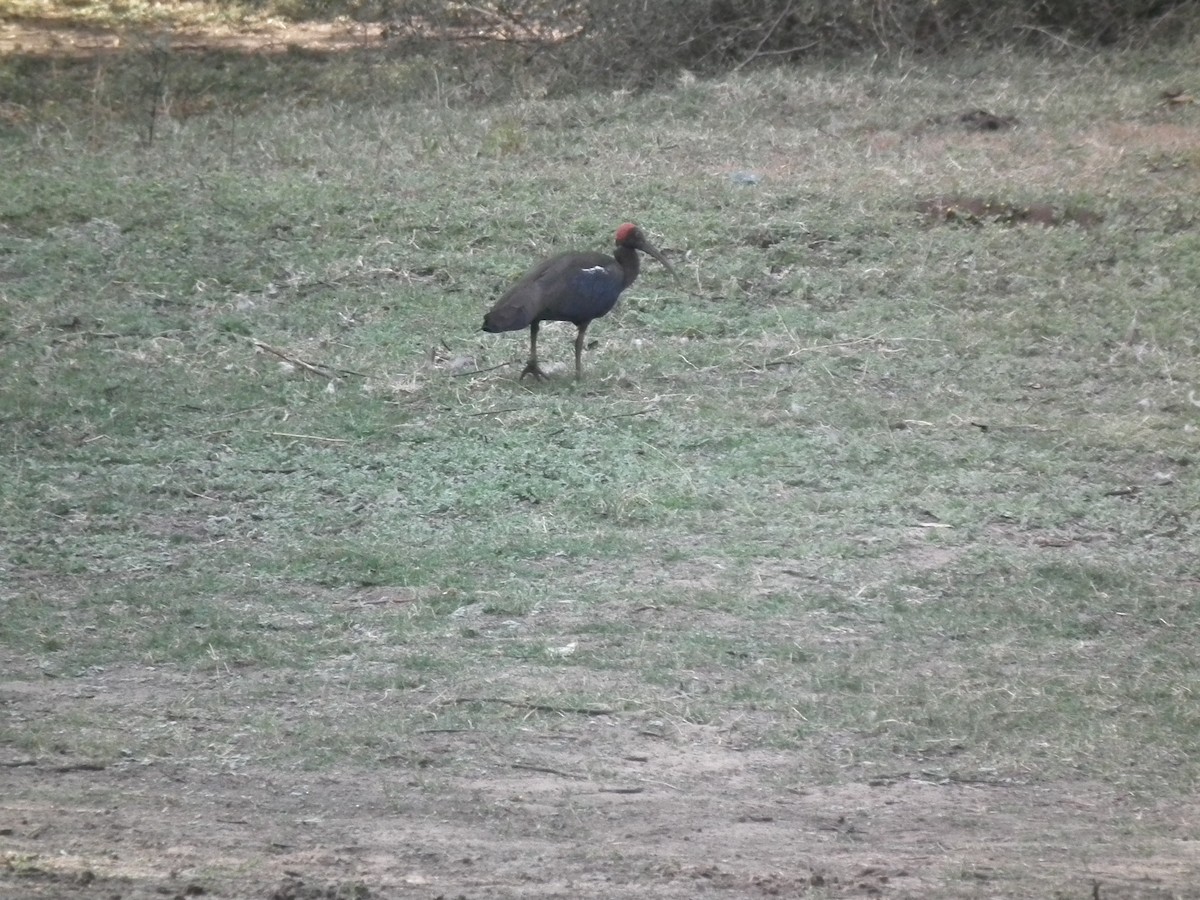 Red-naped Ibis - ML81384941