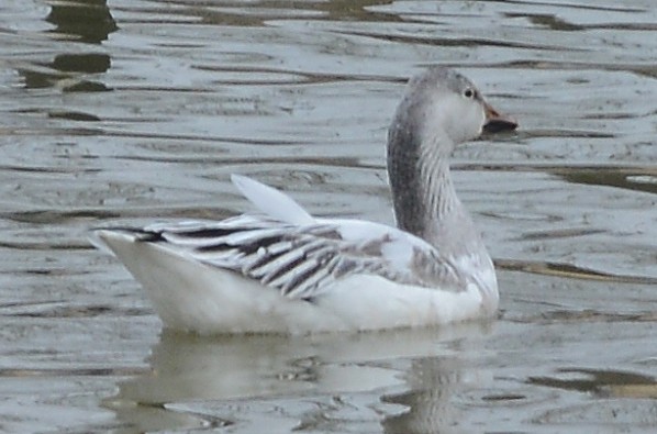 Snow Goose - Bill Telfair