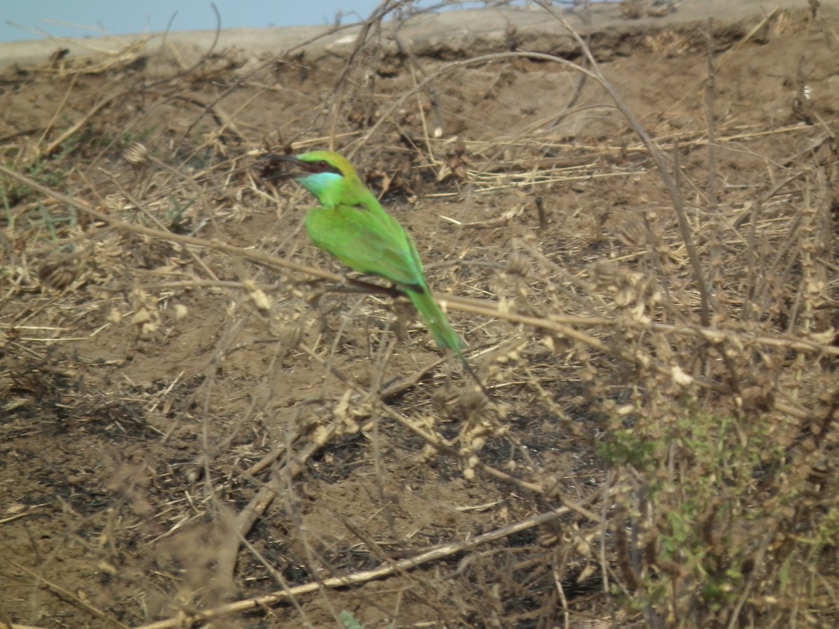 Asian Green Bee-eater - ML81385141