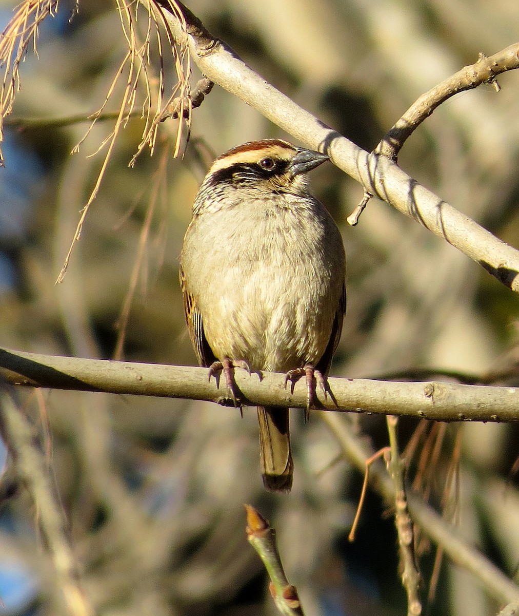 Striped Sparrow - ML81385231